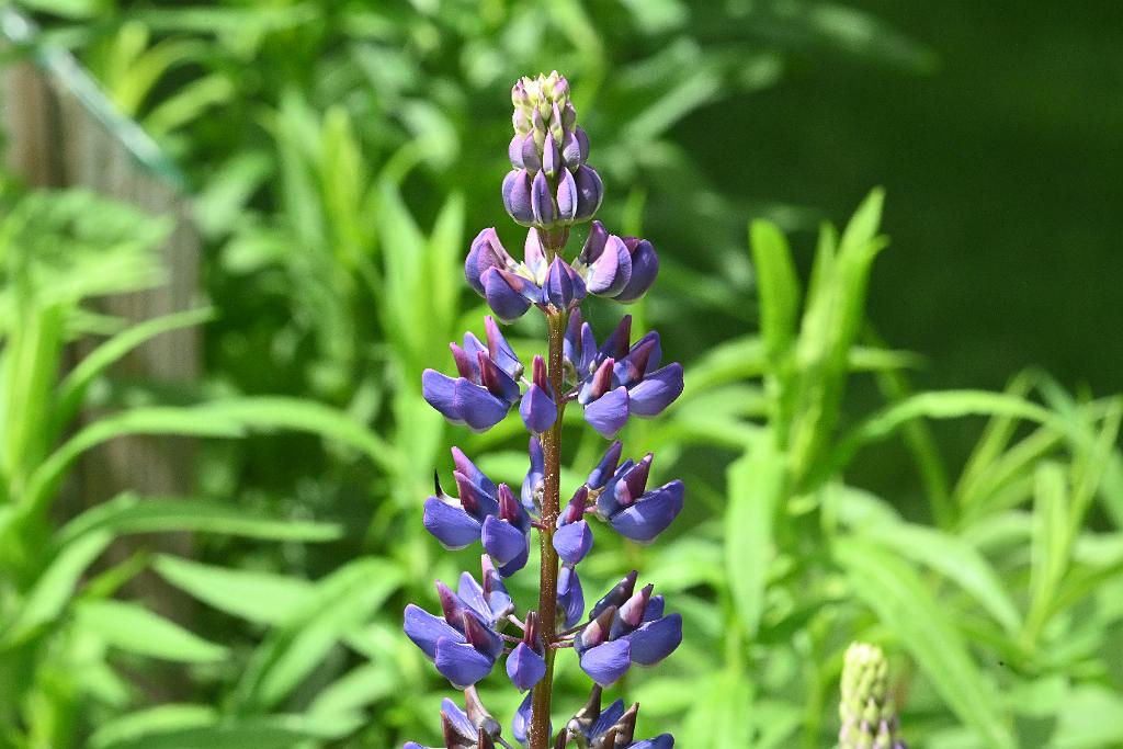 2025-06018769 Acton Arboretum, MA.JPG - Lupine. Acton Arboretum, MA, 6-1-2025